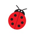 Ladybug or ladybird vector graphic illustration, isolated. Cute simple flat design of black and red lady beetle.