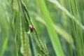 Ladybug Royalty Free Stock Photo