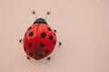 Ladybug.