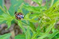 Ladybug Royalty Free Stock Photo