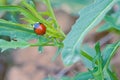 Ladybug Royalty Free Stock Photo