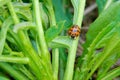 Ladybug Royalty Free Stock Photo