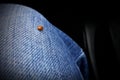 Ladybug land on my jeans during the car ride. Royalty Free Stock Photo