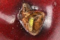 Ladybug larva in cherry. Extreme closeup. High resolution photo