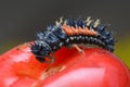 Ladybug larva on a cherry macro - ladybug macro - Coccinellidae family