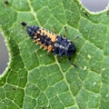 Ladybug Larva Royalty Free Stock Photo