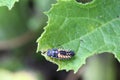 Ladybug Larva Royalty Free Stock Photo