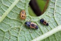 Ladybug Larva Royalty Free Stock Photo