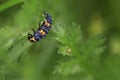 Ladybug larva