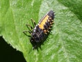 Ladybug Larva - Harmonia axyridis Royalty Free Stock Photo
