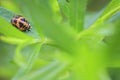 Ladybug larva insect closeup