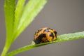 Ladybug larva insect closeup