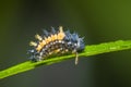 Ladybug larva insect closeup