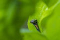 Ladybug larva insect Coccinellidae closeup Royalty Free Stock Photo