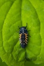 Ladybug larva insect Coccinellidae closeup Royalty Free Stock Photo