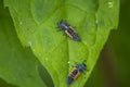 Ladybug larva insect Coccinellidae closeup Royalty Free Stock Photo