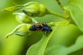 Ladybug larva insect Coccinellidae closeup Royalty Free Stock Photo