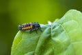 Ladybug larva insect Coccinellidae closeup Royalty Free Stock Photo