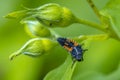 Ladybug larva insect Coccinellidae closeup Royalty Free Stock Photo