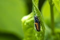 Ladybug larva insect Coccinellidae closeup Royalty Free Stock Photo