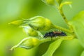 Ladybug larva insect Coccinellidae closeup Royalty Free Stock Photo