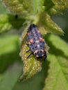 Ladybug larva - macro