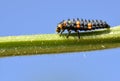Ladybug larva on stem on blue sky background