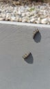 Ladybug larvae on concrete - Coccinella septempunctata Royalty Free Stock Photo