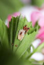 Ladybug larvae and eggs of the shell