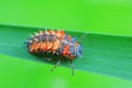 Ladybug larvae parasitized by mites on leaves Royalty Free Stock Photo