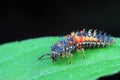 Ladybug larvae parasitized by mites on leaves Royalty Free Stock Photo