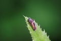 Ladybug larvae parasitized by mites on leaves, North China Royalty Free Stock Photo