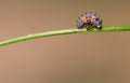 Ladybug larvae Royalty Free Stock Photo