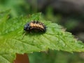 Ladybug larvae resting on a plant leaf Royalty Free Stock Photo