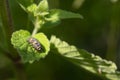 Ladybug Larvae. Second Stage