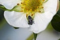 Ladybug larvae on strawberry flower.