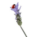 Ladybug on lavender