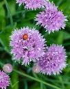 A ladybug on a lavender chive flower. Royalty Free Stock Photo