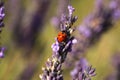 Ladybug in lavender fields macro