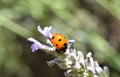 Ladybug on lavender flower