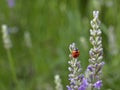 Ladybug on lavender.