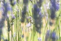 Ladybug on lavender flower Royalty Free Stock Photo