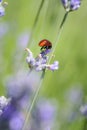 Ladybug on lavender flower Royalty Free Stock Photo