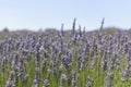 Ladybug on lavender flower Royalty Free Stock Photo