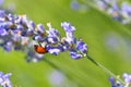 ladybug on lavender flower Royalty Free Stock Photo