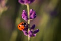 Ladybug on the lavender flower Sunny Day, Coccinella septempunctata Royalty Free Stock Photo