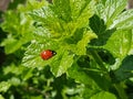 ladybug