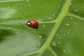 Ladybug on Leaf