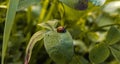 Ladybug on leaf