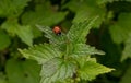 Ladybug on a leaf Royalty Free Stock Photo